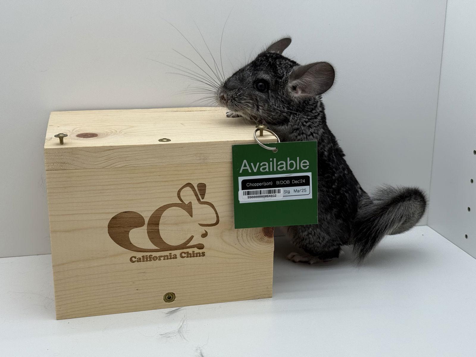 Enlarge Chopper, a Adoptable Chinchilla in Sunnyvale, CA image 2/3