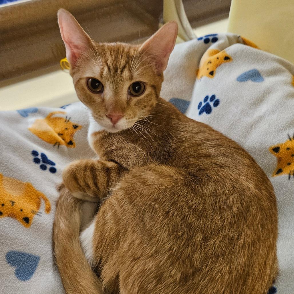 Gouda, Adoptable, Young Male Domestic Short Hair.