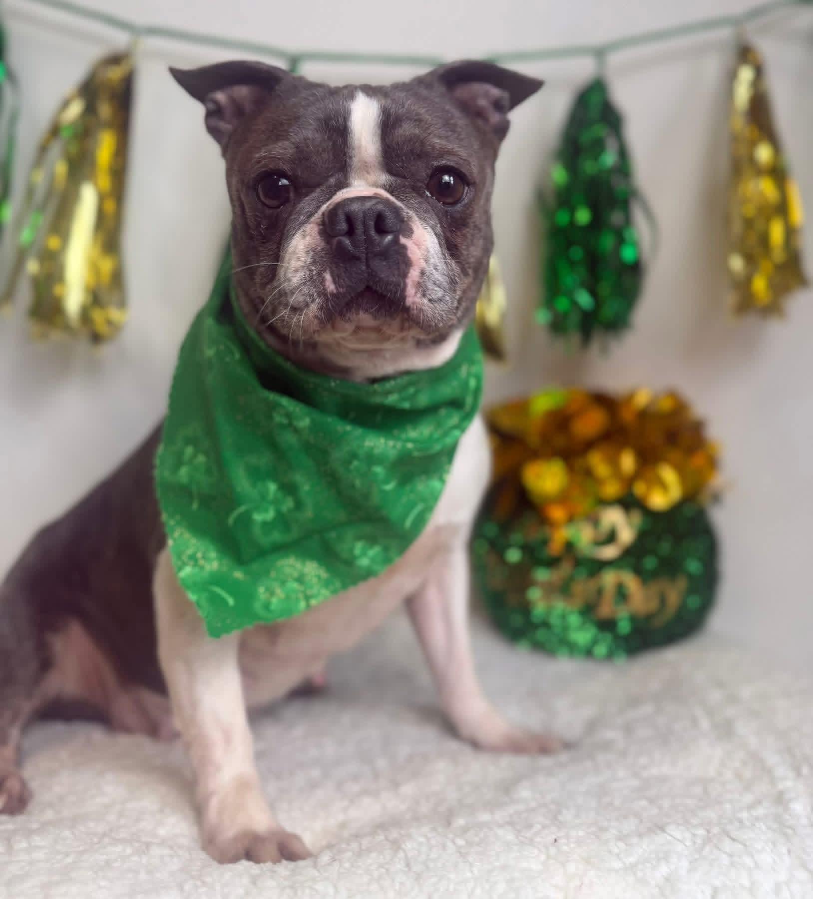Wilma, adopted, Adult Female Boston Terrier.