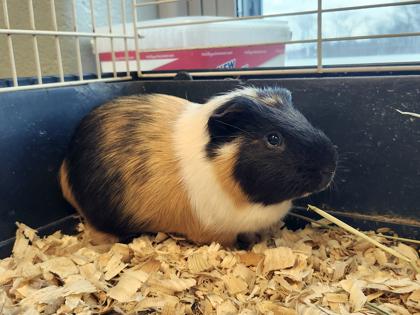 Oreo, Adoptable, Adult Male Guinea Pig & Guinea Pig.