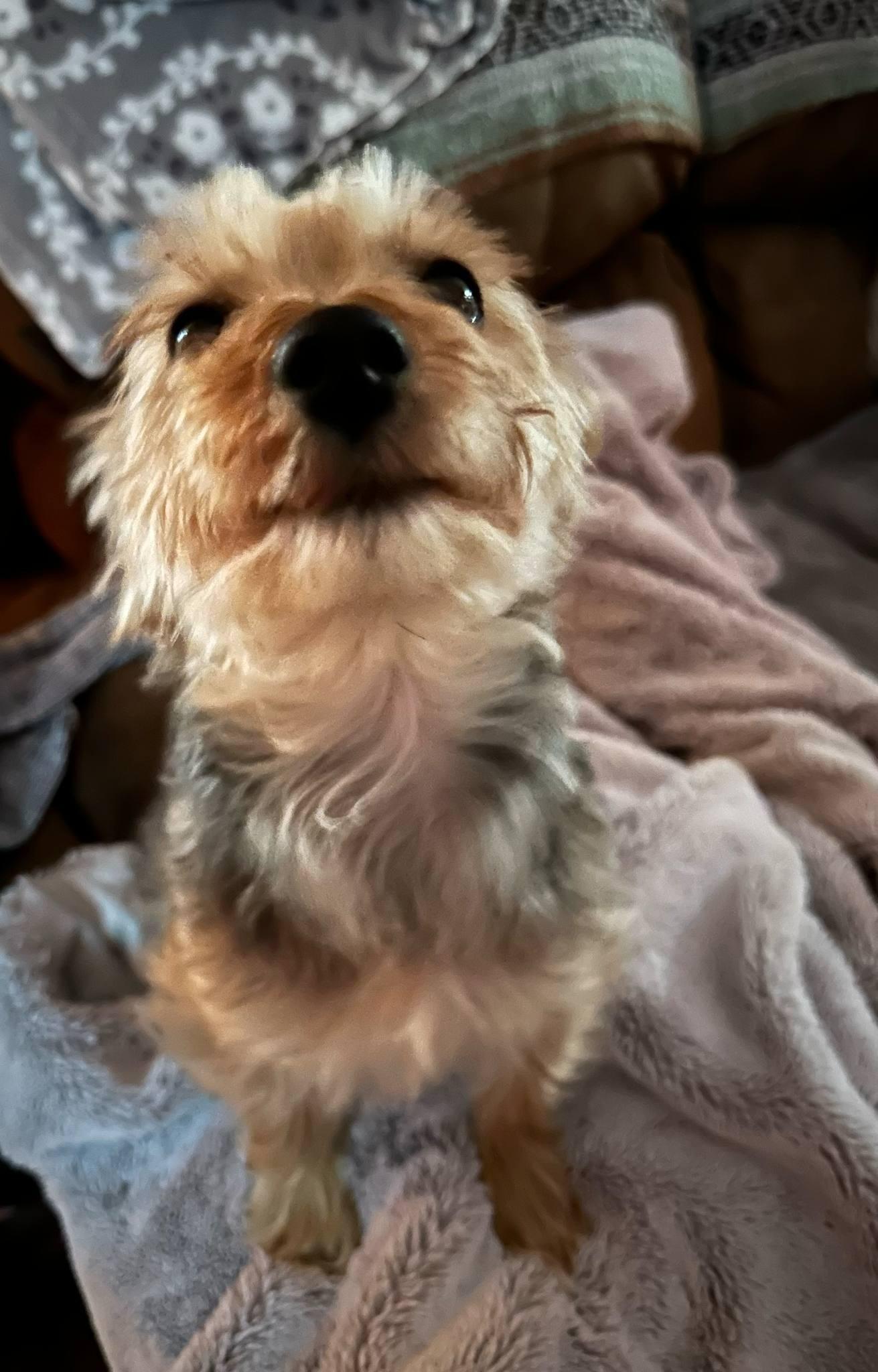 CHICA photo 4