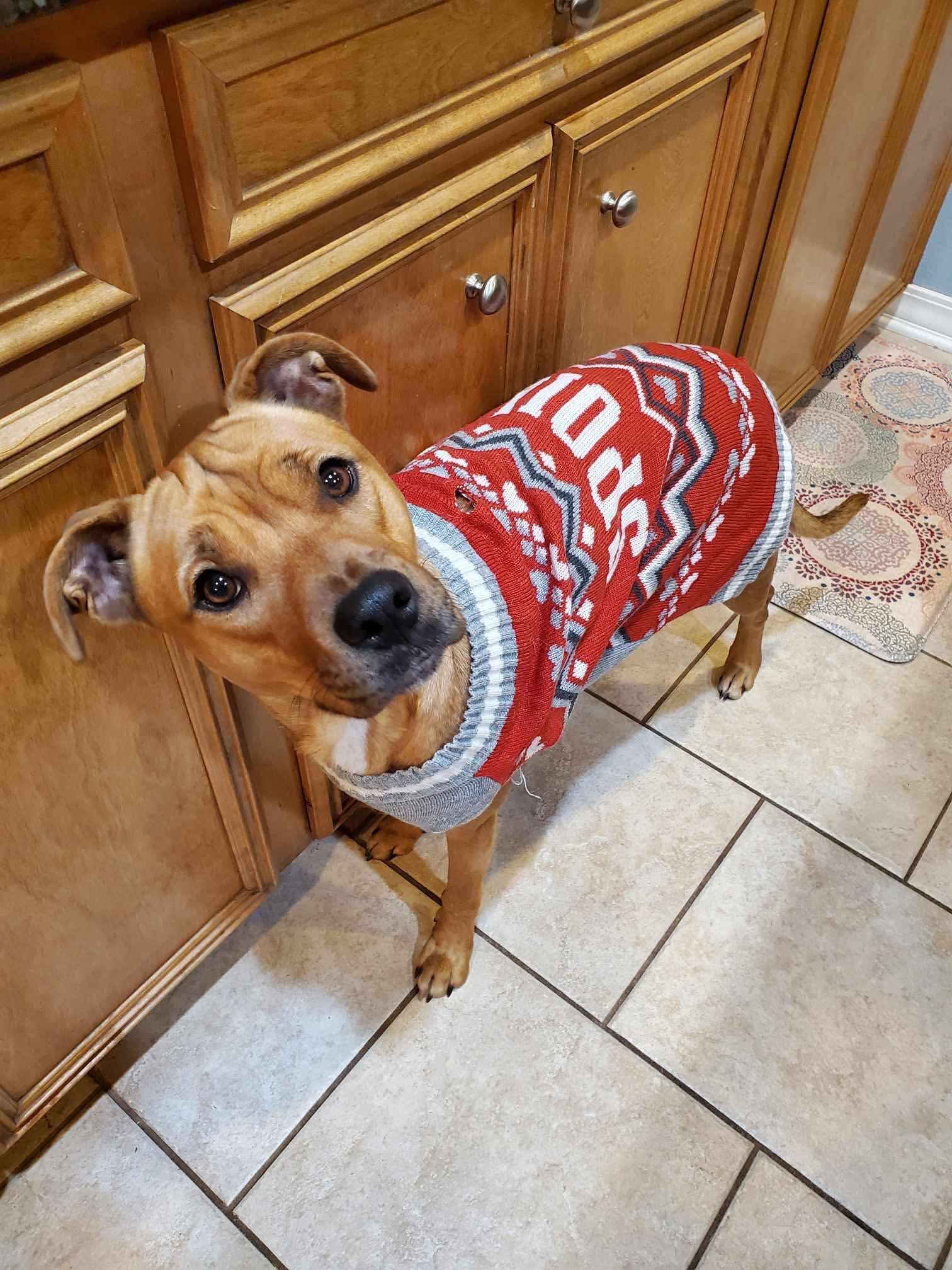 Enlarge Dory, a ADOPTABLE Mixed Breed in Davenport, IA image 1/2