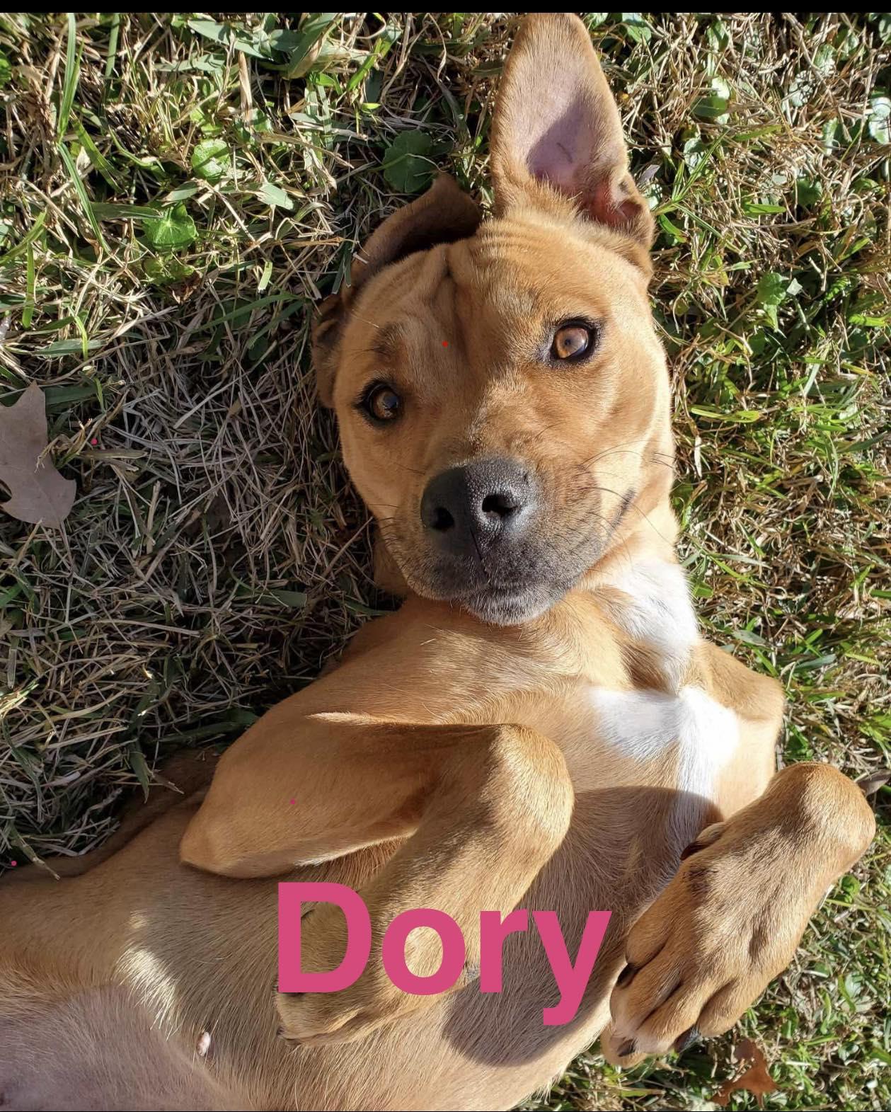 Enlarge Dory, a ADOPTABLE Mixed Breed in Davenport, IA image 2/2