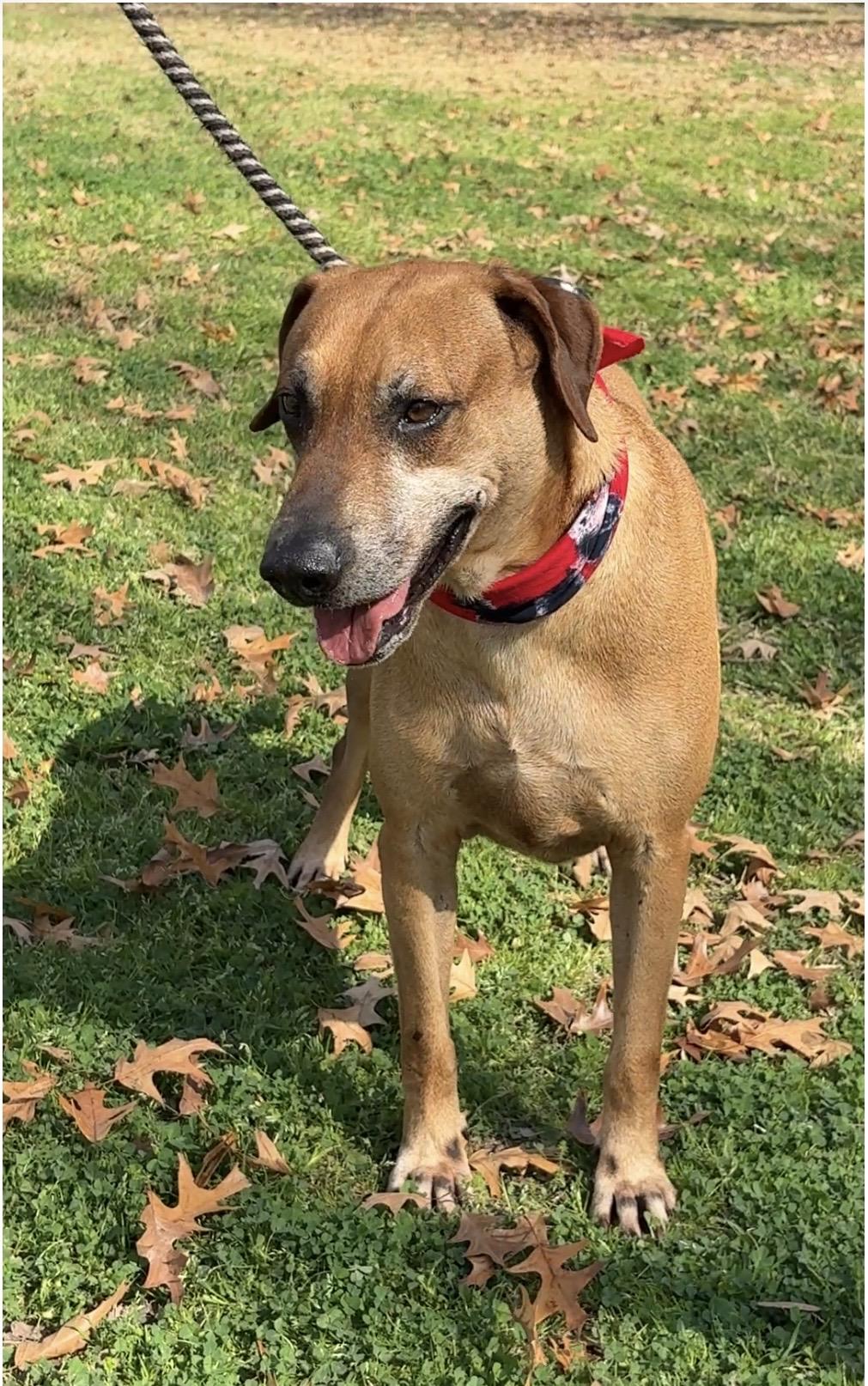 Enlarge BENSON- a charmer, a Adoptable mixed breed in Groton, CT image 2/6