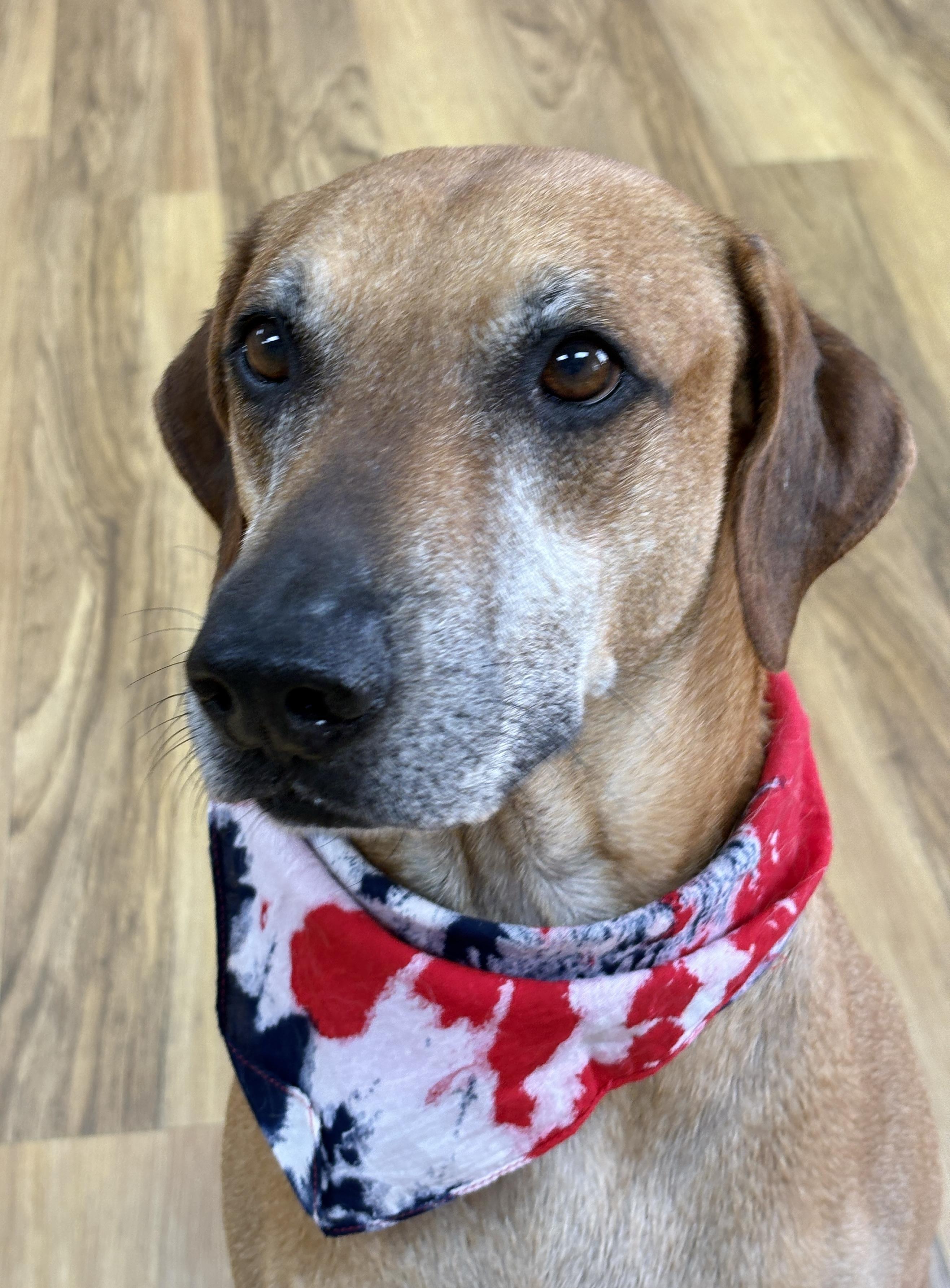 Enlarge BENSON- a charmer, a Adoptable mixed breed in Groton, CT image 6/6