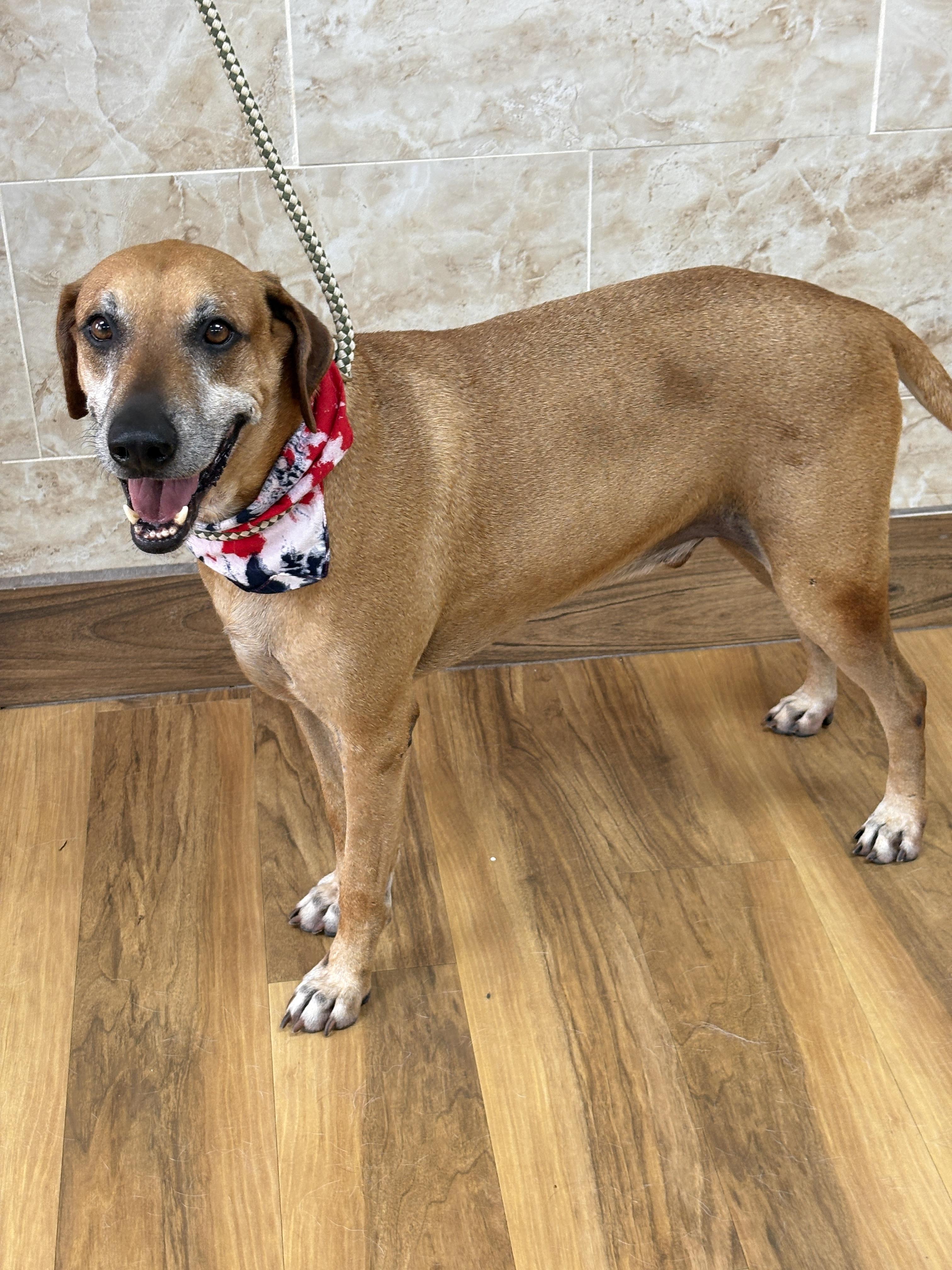 Enlarge BENSON- a charmer, a Adoptable mixed breed in Groton, CT image 3/6