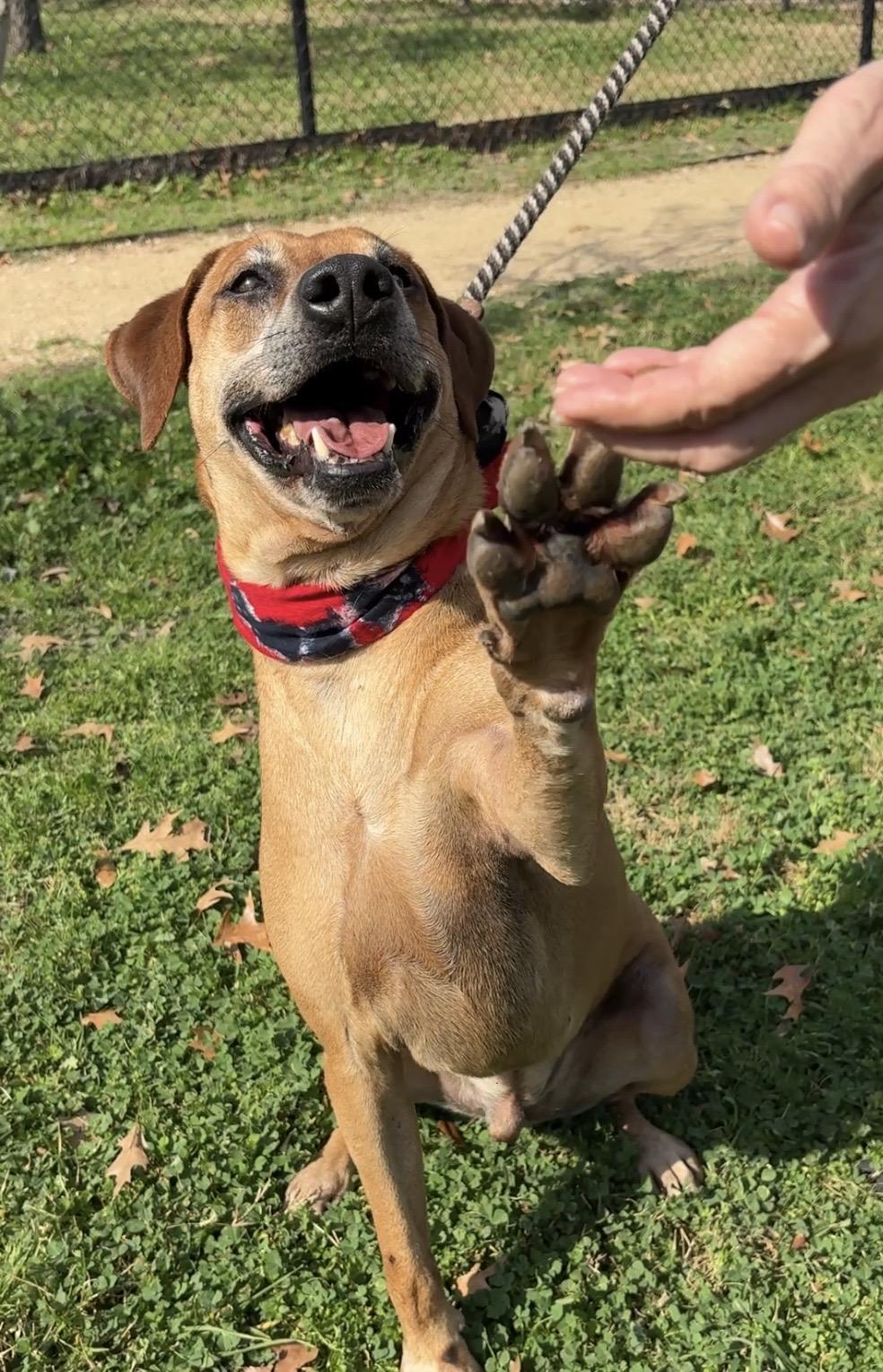 BENSON- a charmer, Adoptable, Adult Male Labrador Retriever & Rhodesian Ridgeback.