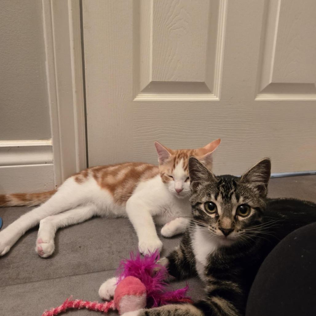 Tumnus, Adoptable, Young Female Domestic Short Hair.