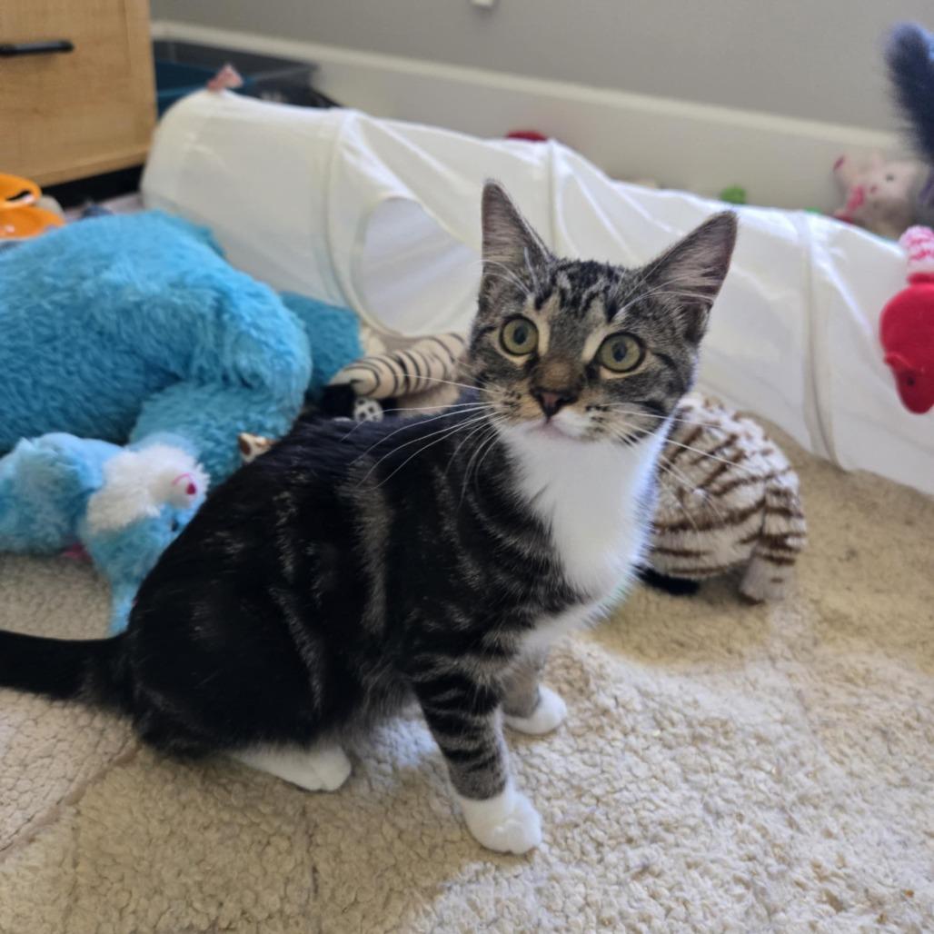 Enlarge Tumnus, a Adoptable Domestic Short Hair in Abbotsford, BC image 2/5