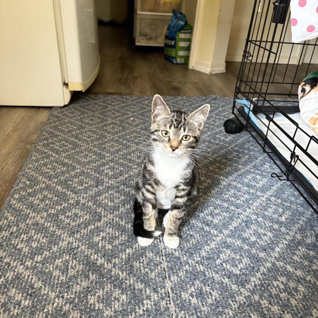 Enlarge Tumnus, a Adoptable Domestic Short Hair in Abbotsford, BC image 2/5