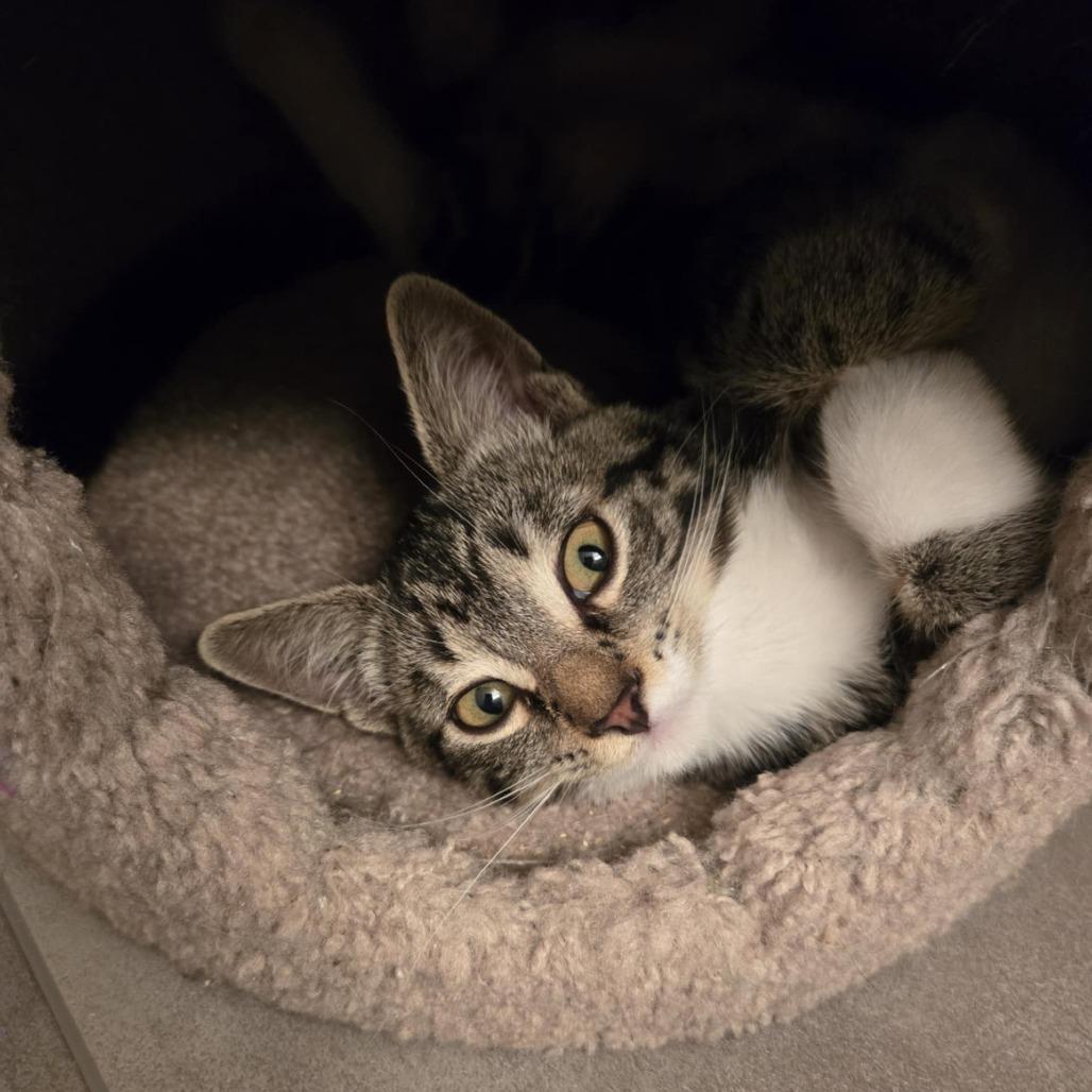 Enlarge Tumnus, a Adoptable Domestic Short Hair in Abbotsford, BC image 3/5