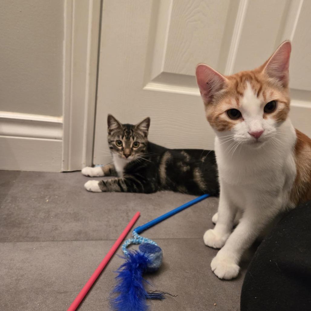 Enlarge Tumnus, a Adoptable Domestic Short Hair in Abbotsford, BC image 5/5