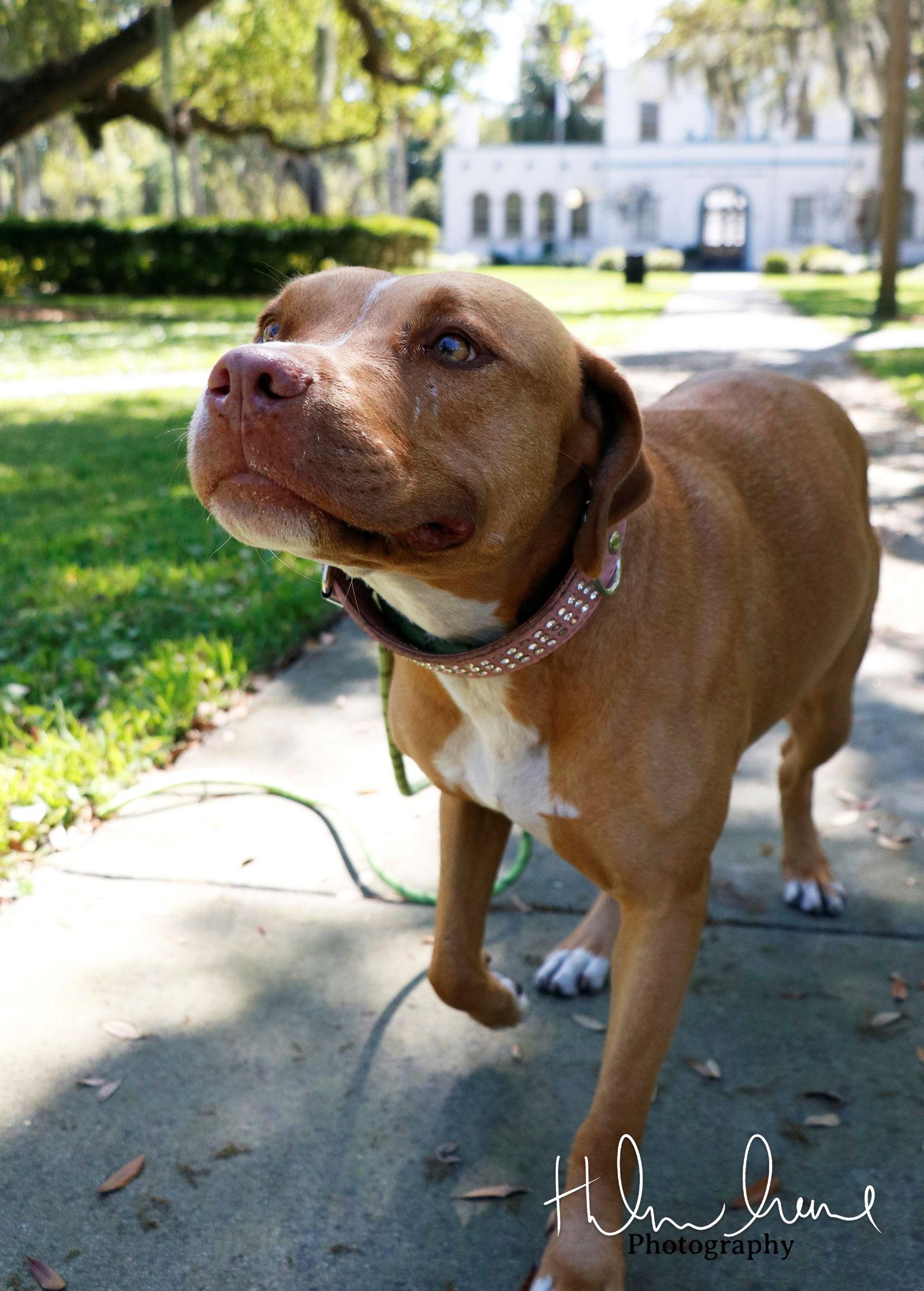 Enlarge Amora, a Adoptable American Staffordshire Terrier in Sanford, FL image 1/3