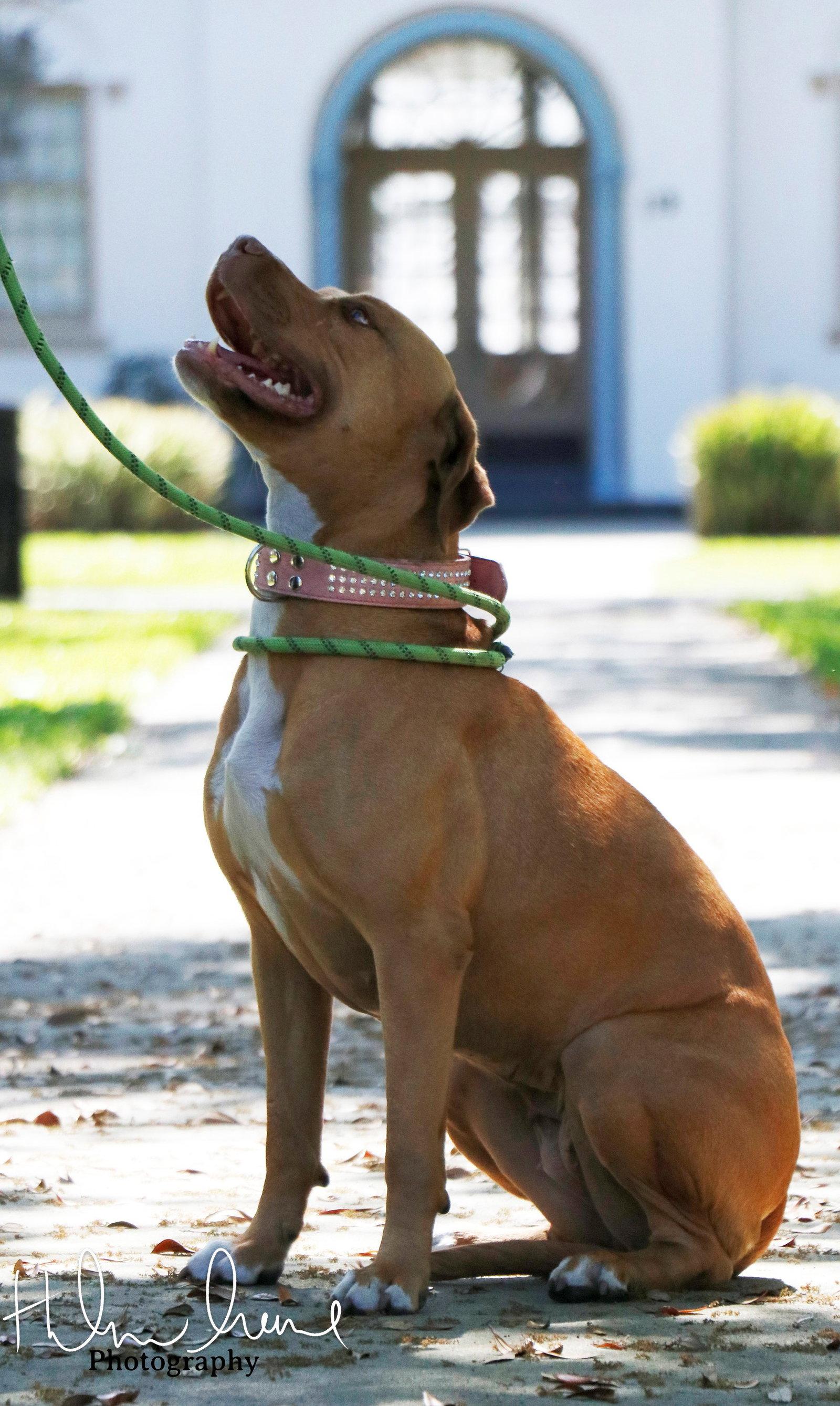 Amora, Adoptable, Adult Female American Staffordshire Terrier.