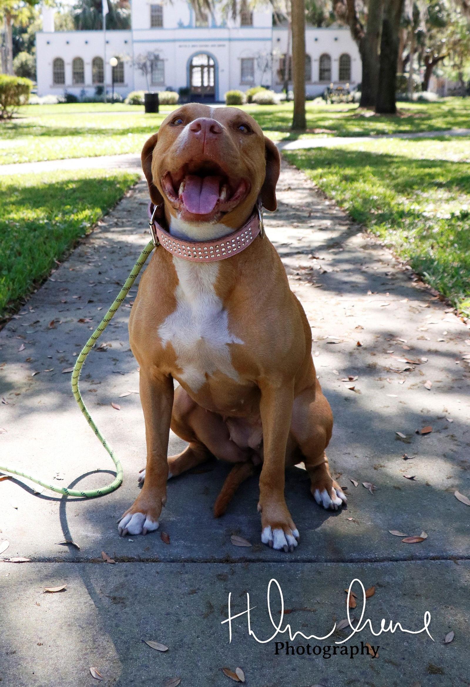 Enlarge Amora, a Adoptable American Staffordshire Terrier in Sanford, FL image 2/3