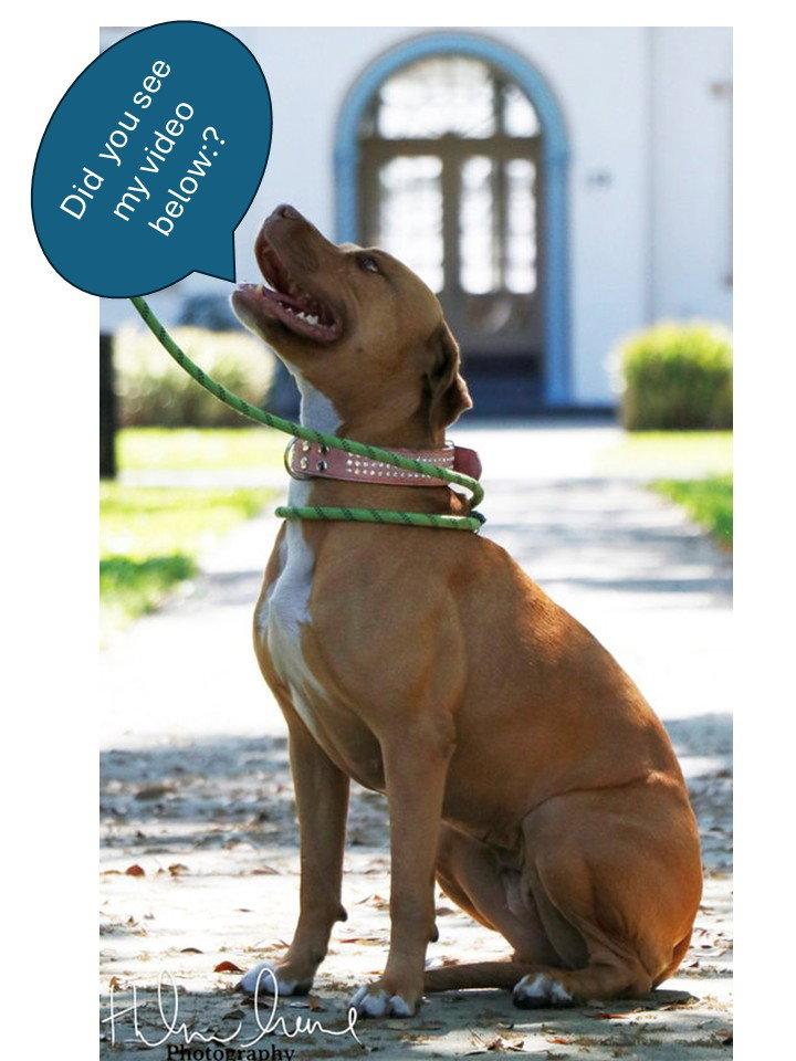 Amora, a Adoptable American Staffordshire Terrier in Sanford, FL image 2/3