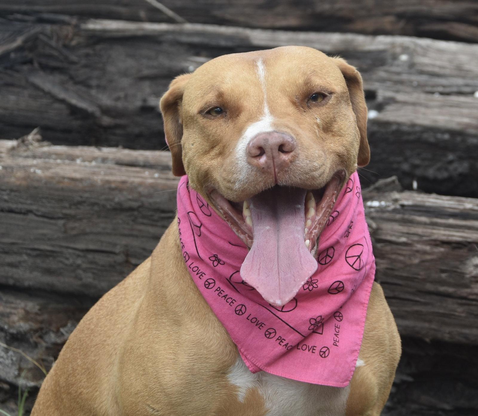 Enlarge Amora, a Adoptable American Staffordshire Terrier in Sanford, FL image 2/3