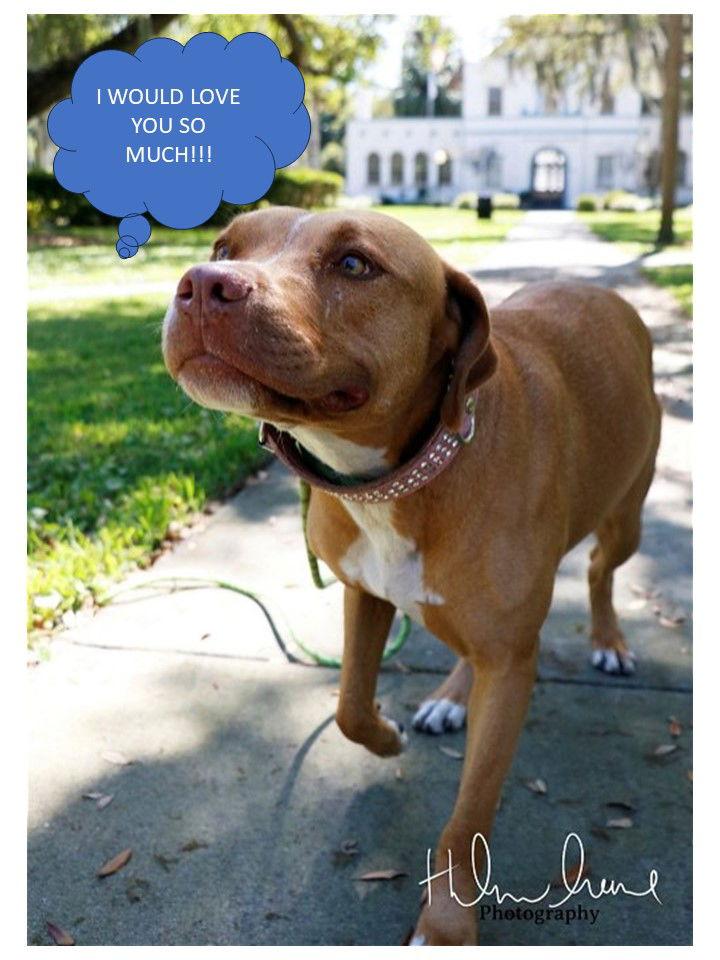 Enlarge Amora, a Adoptable American Staffordshire Terrier in Sanford, FL image 3/3