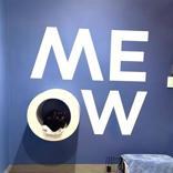 Enlarge Charcoal, an adopted Domestic Short Hair in Hilliard, OH image 2/2