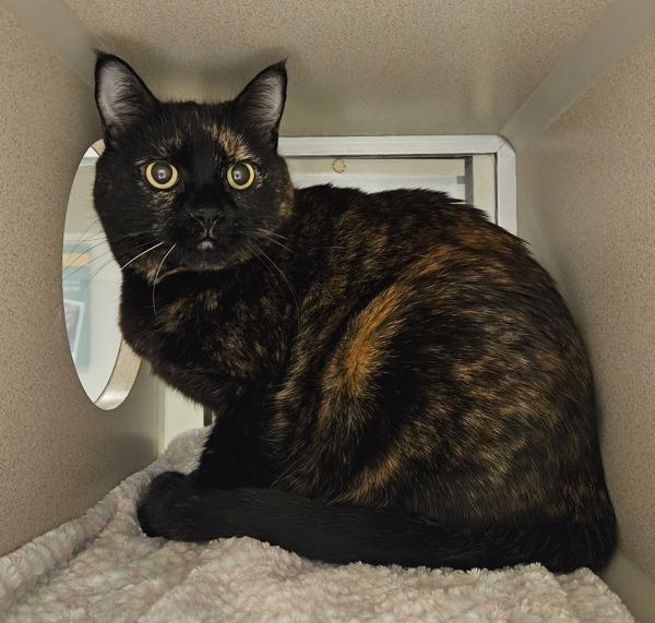 Maya, Adoptable, Senior Female Domestic Short Hair.