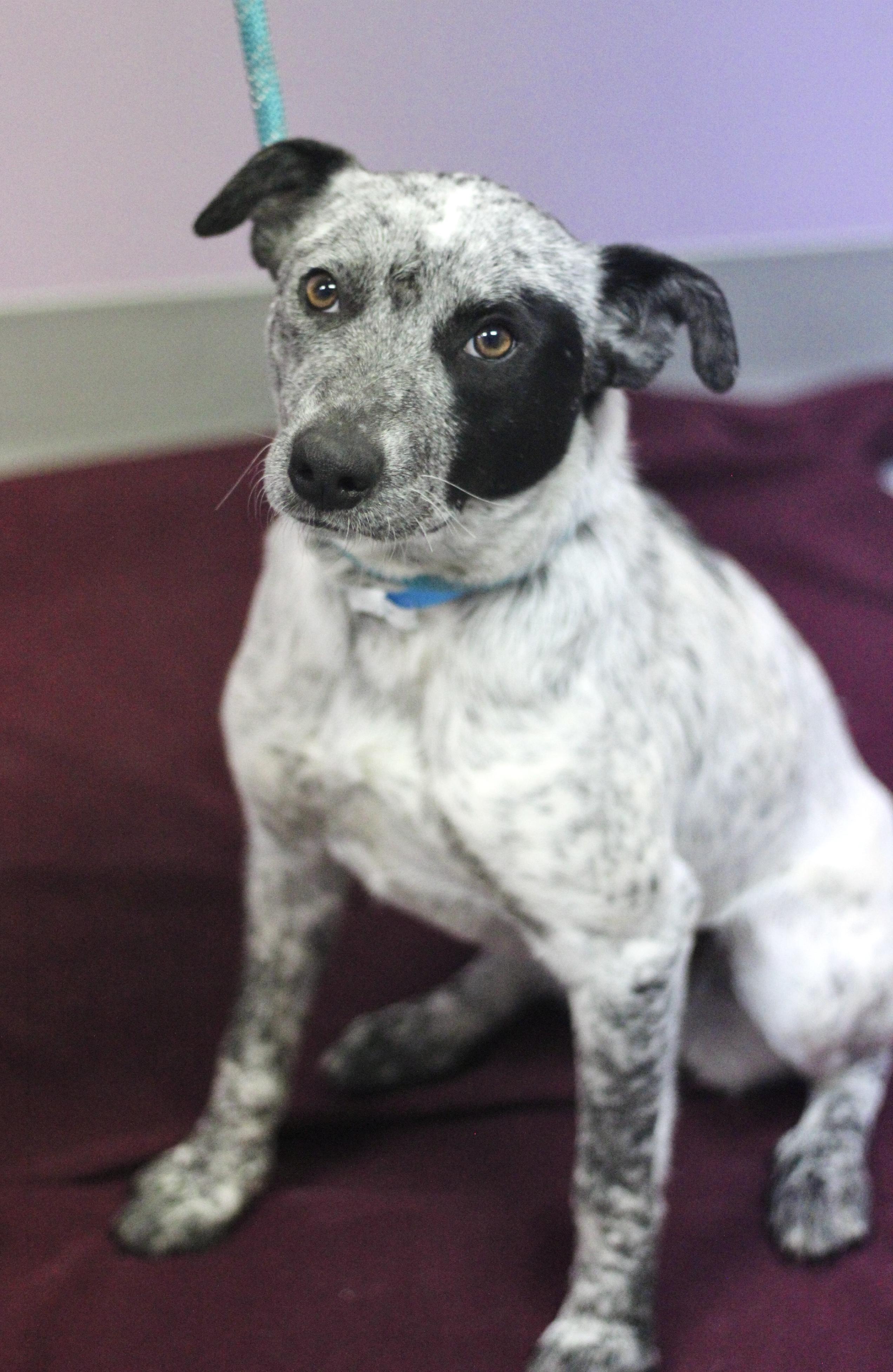 Enlarge Detail in NH! Come Meet our Adoptable Dogs Wednesday-Saturday. More info in Bio! , a ADOPTABLE mixed breed in Manchester, NH image 2/2