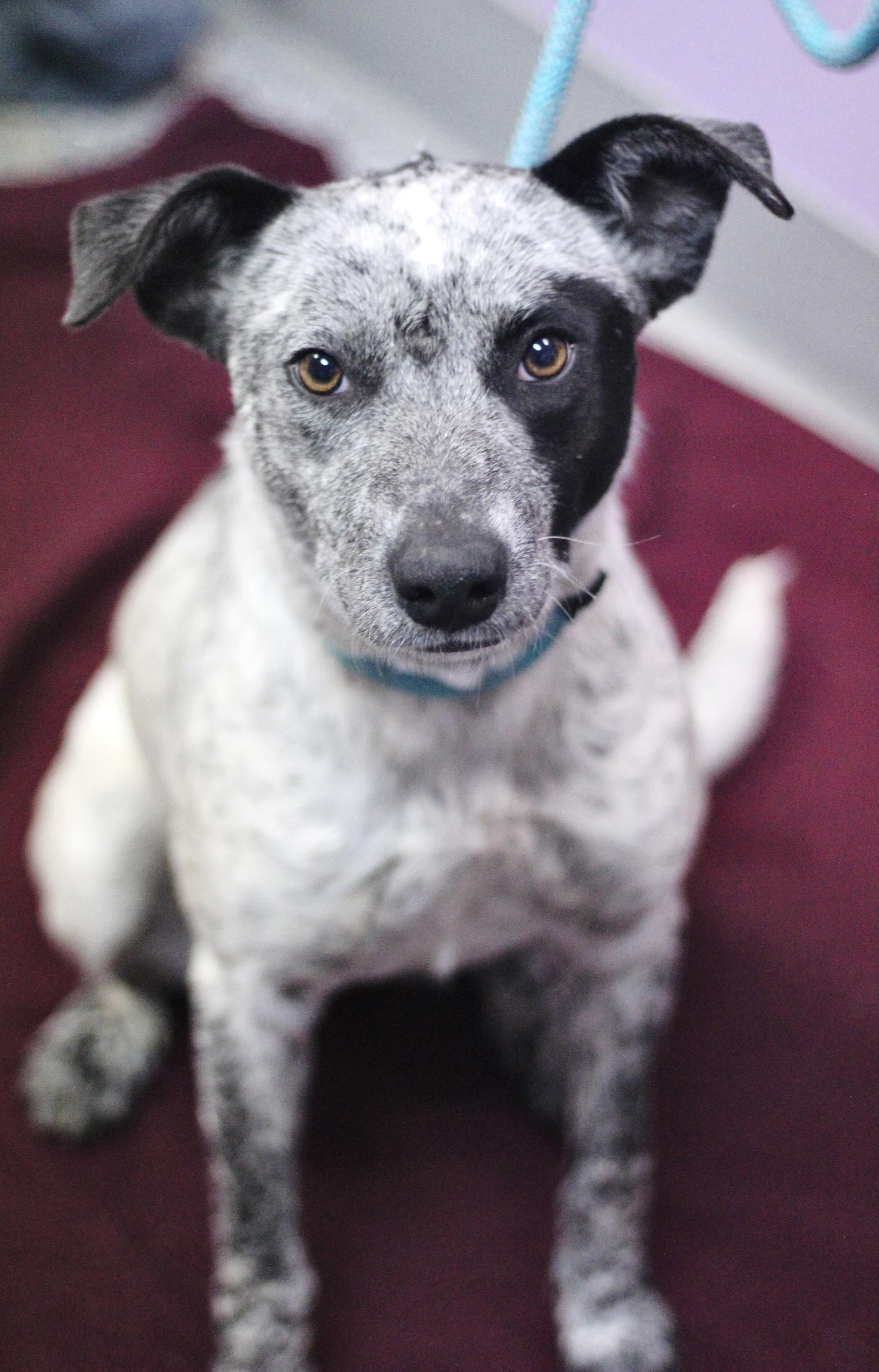 Detail in NH! Come Meet our Adoptable Dogs Wednesday-Saturday. More info in Bio! , ADOPTABLE, Adult Female Cattle Dog.