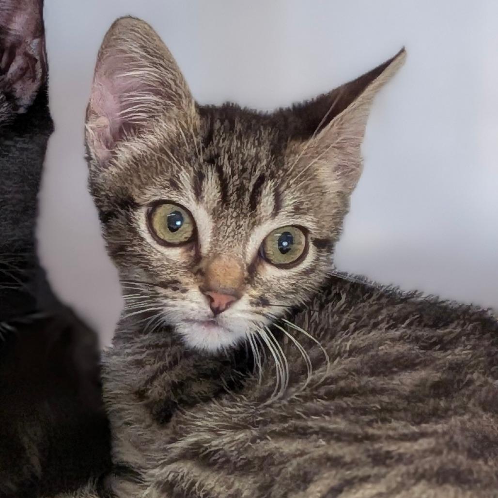 Titan, Adoptable, Kitten Male Domestic Short Hair.