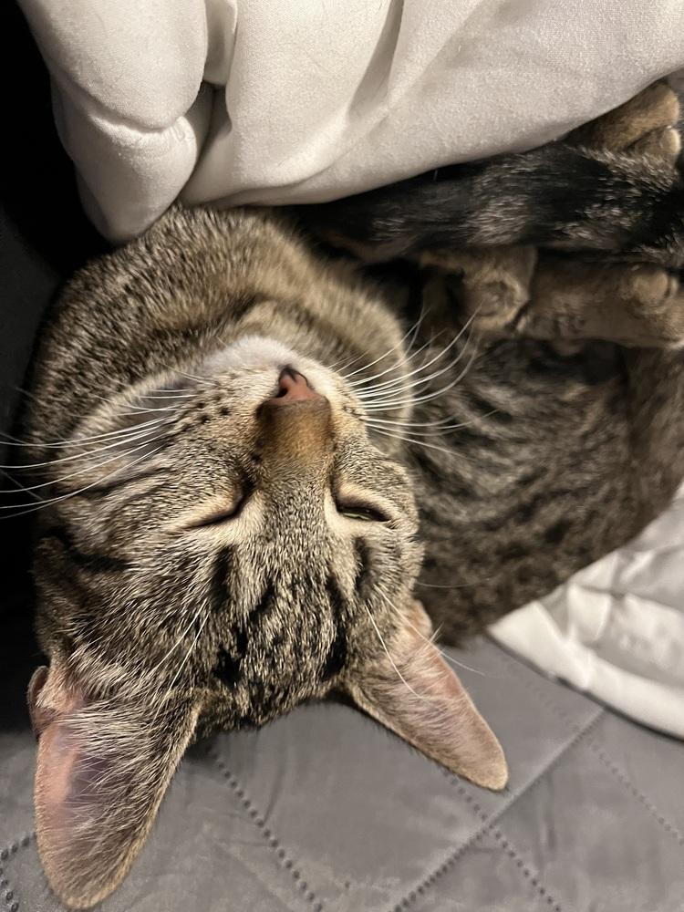 Aubin, Adoptable, Kitten Female Domestic Short Hair.