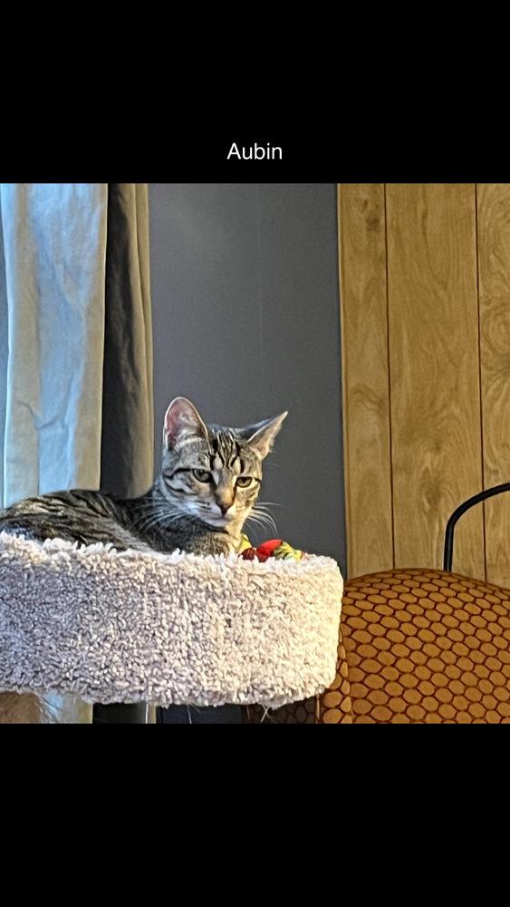 Enlarge Aubin, a Adoptable Domestic Short Hair in Oak Park, MI image 2/3