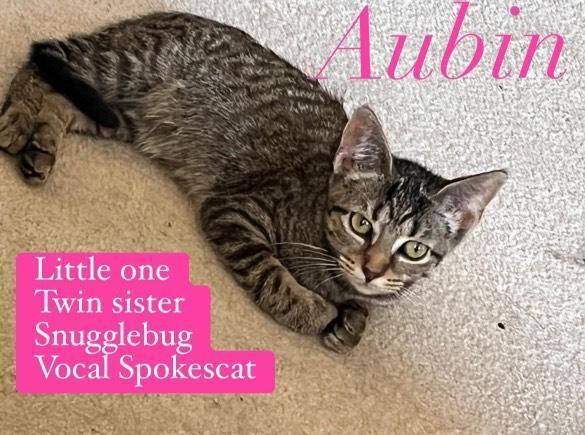 Enlarge Aubin, a Adoptable Domestic Short Hair in Oak Park, MI image 3/3