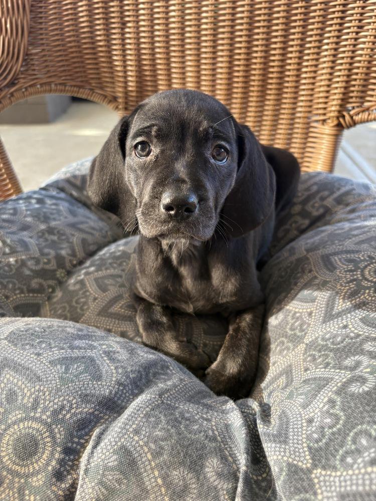 Cindy, Adoptable, Puppy Female Hound & Shepherd.