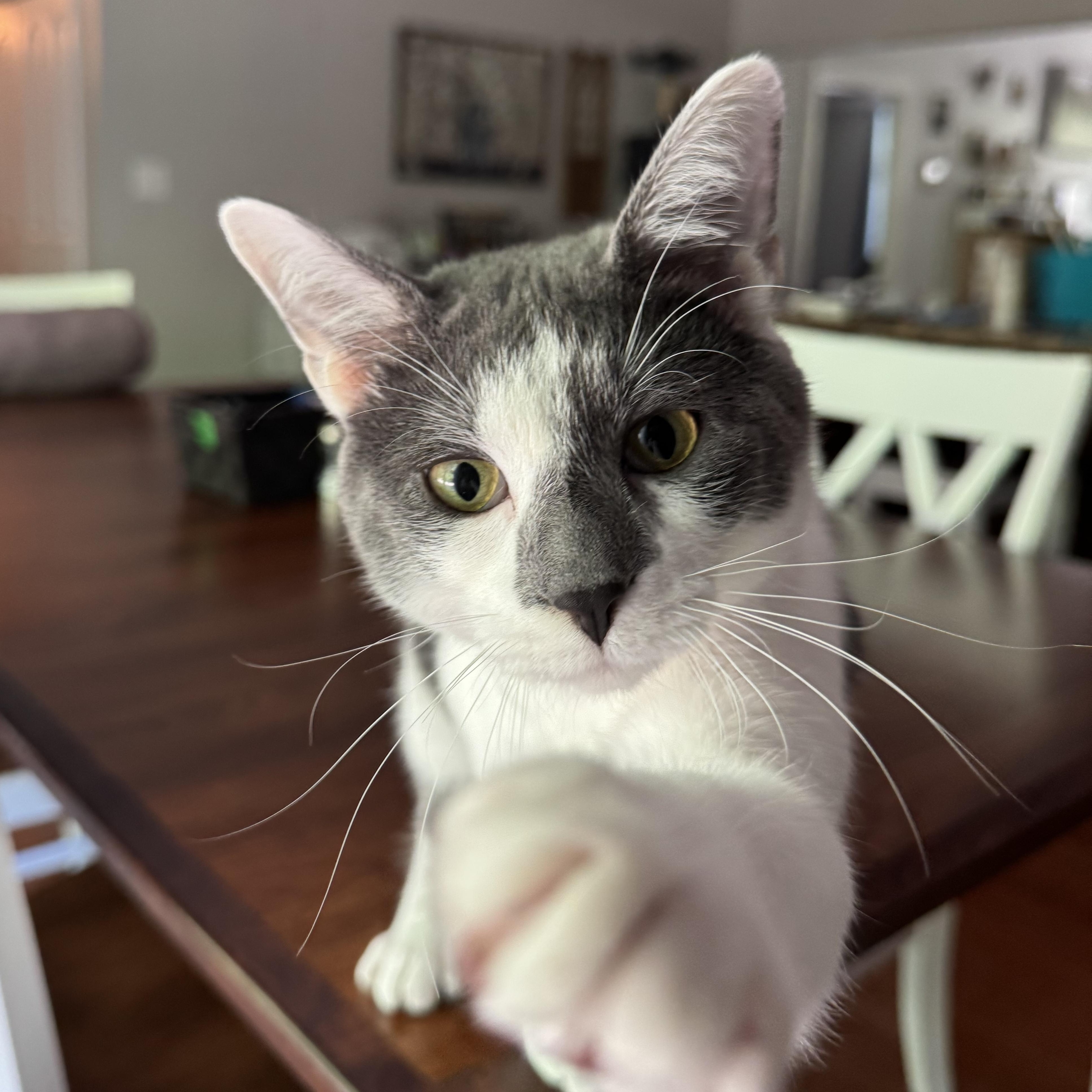Scramble, adoptable, Young Male Domestic Short Hair.