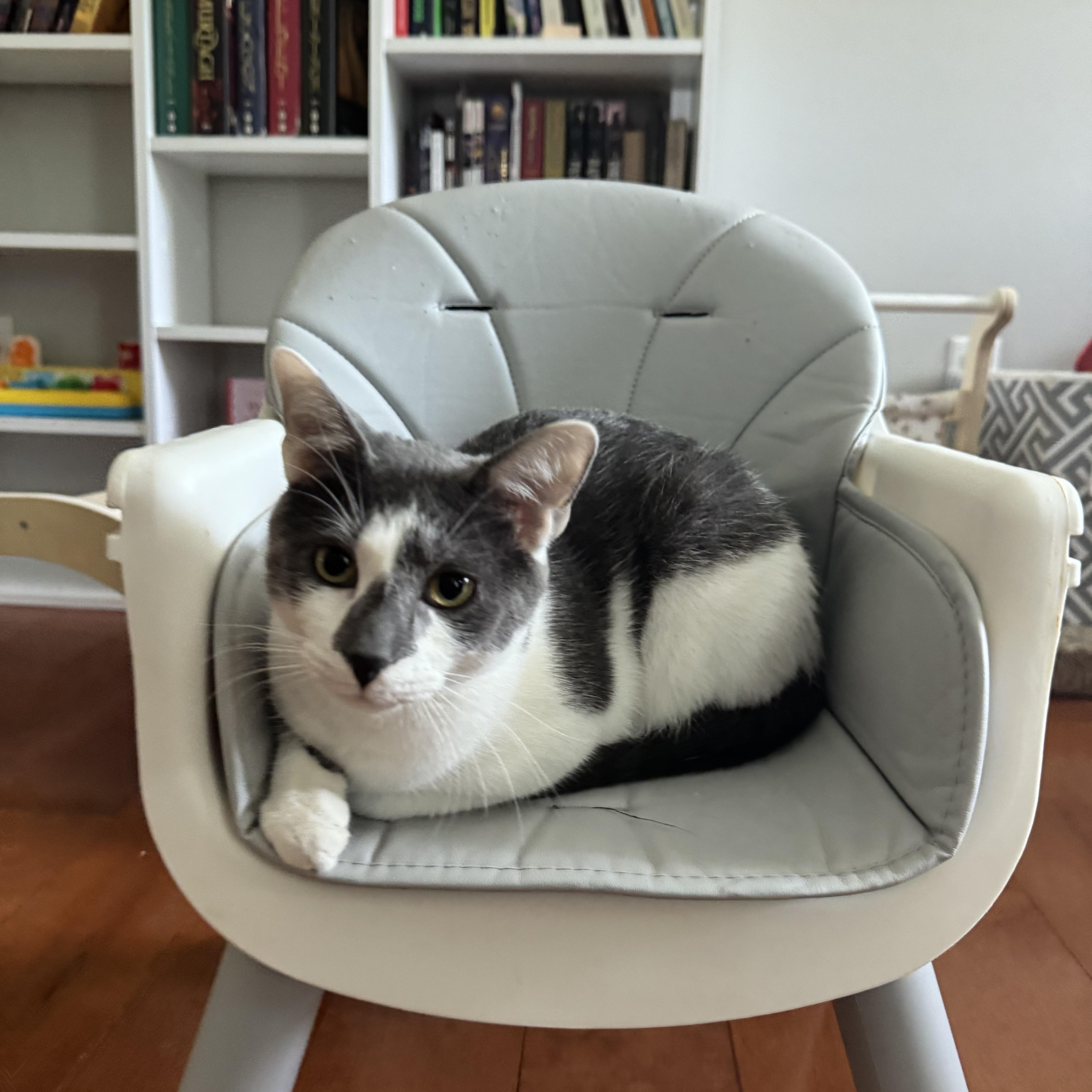 Scramble, an adoptable Domestic Short Hair in Murphysboro, IL image 4/4