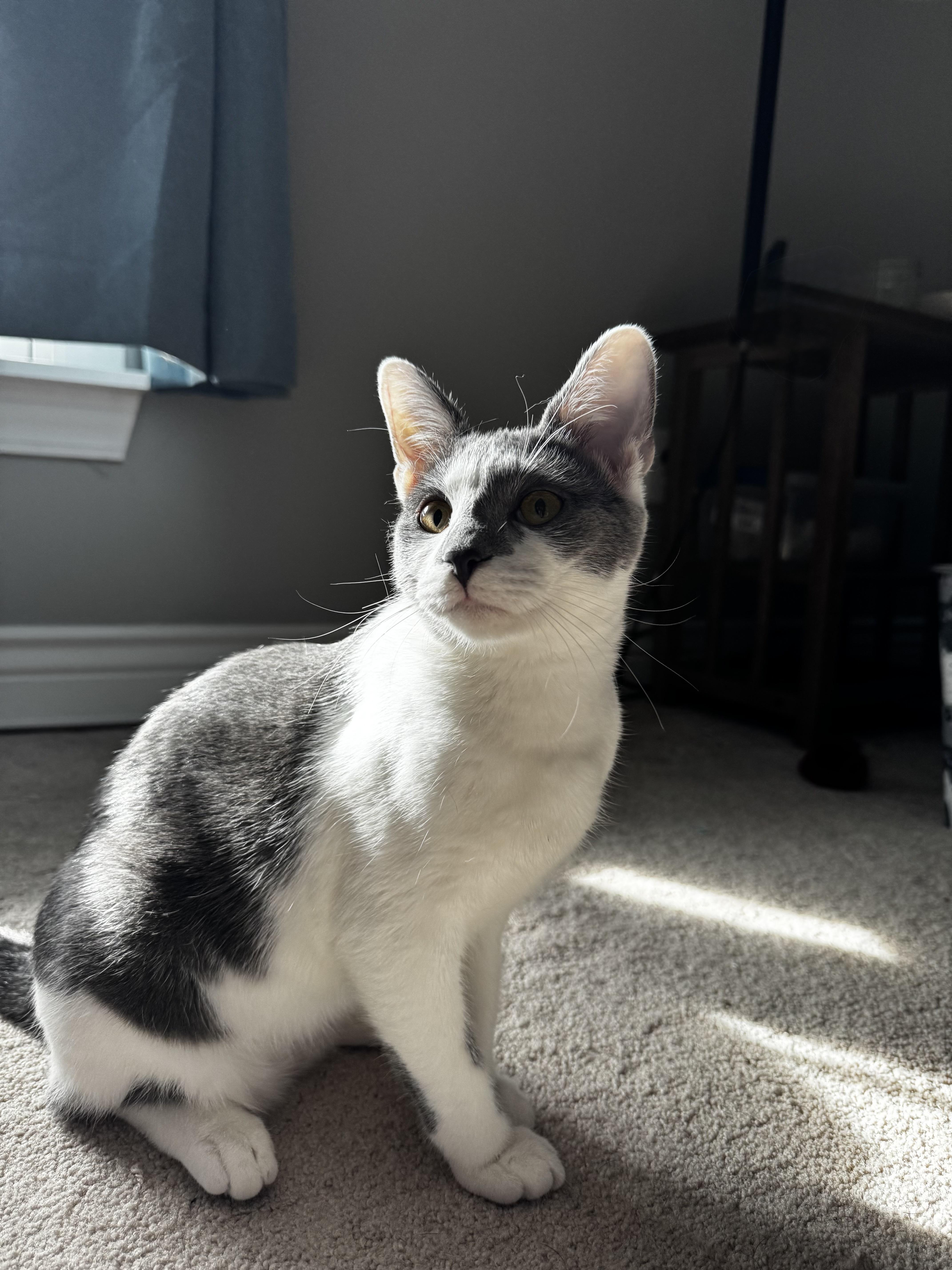 Scramble, an adoptable Domestic Short Hair in Murphysboro, IL image 3/4