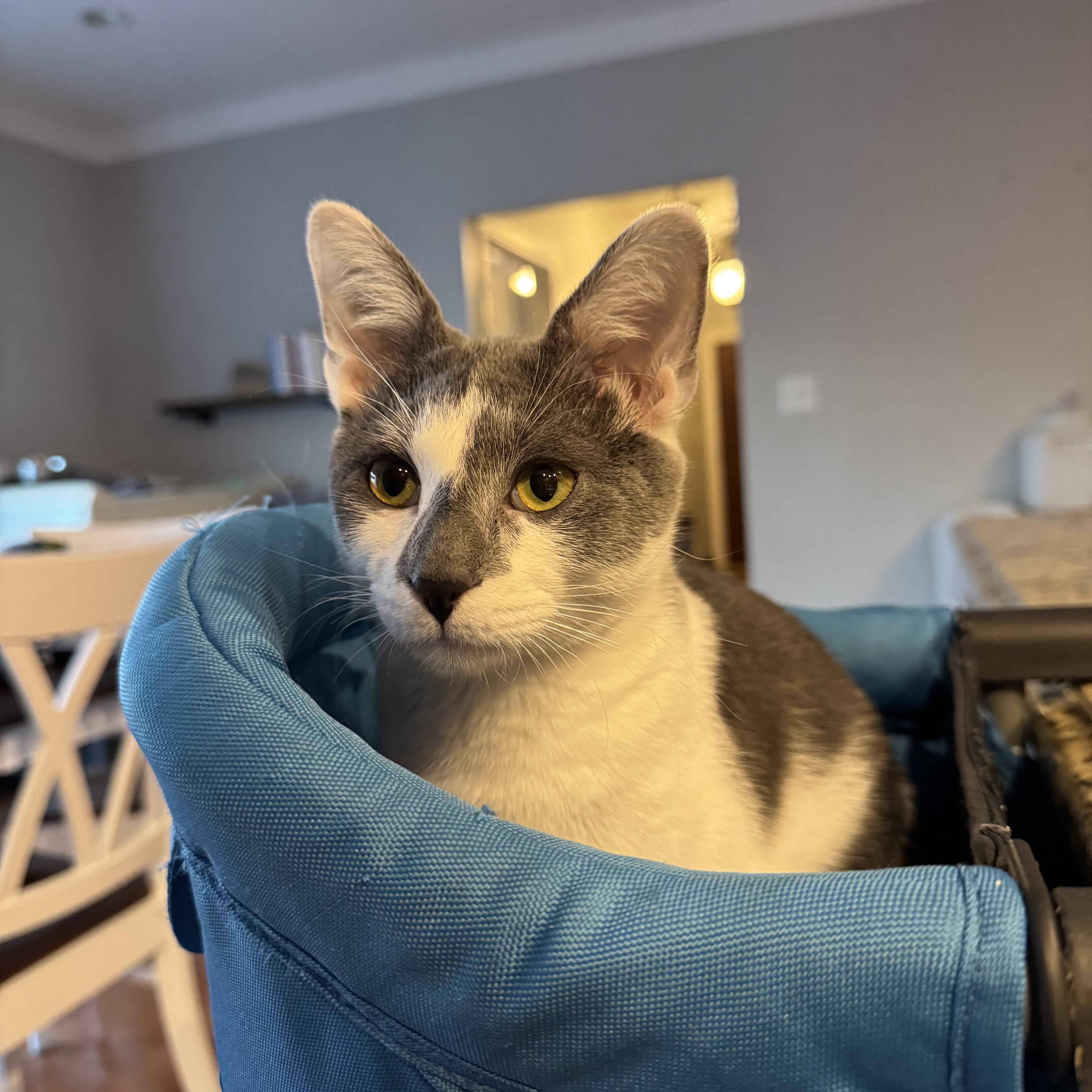 Scramble, an adoptable Domestic Short Hair in Murphysboro, IL image 2/4