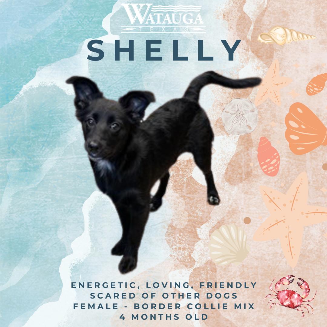 Enlarge Shelly, a ADOPTABLE mixed breed in Watauga, TX image 1/1