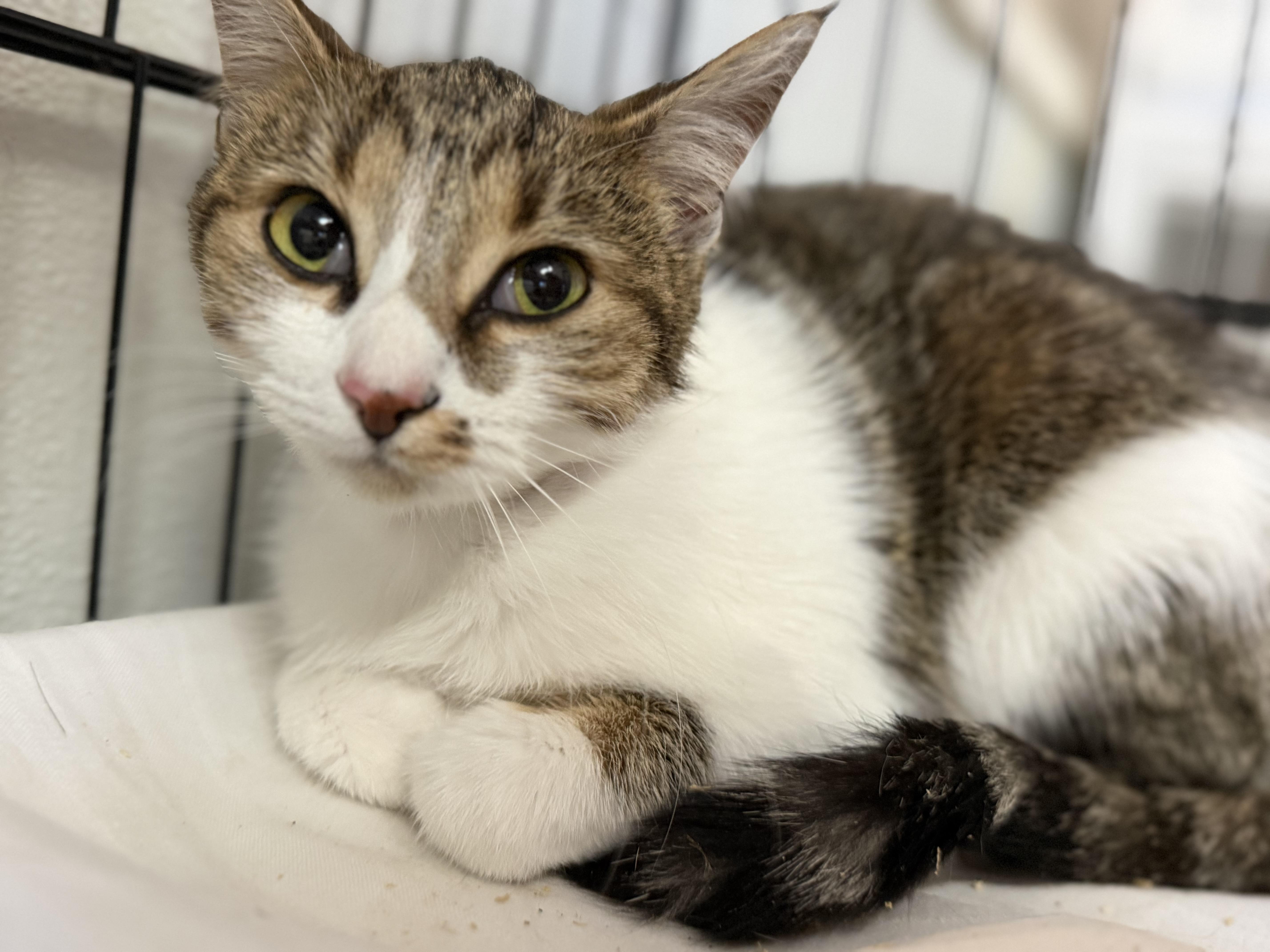 Enlarge Pumpkin, a Adoptable mixed breed in Smithtown, NY image 3/5