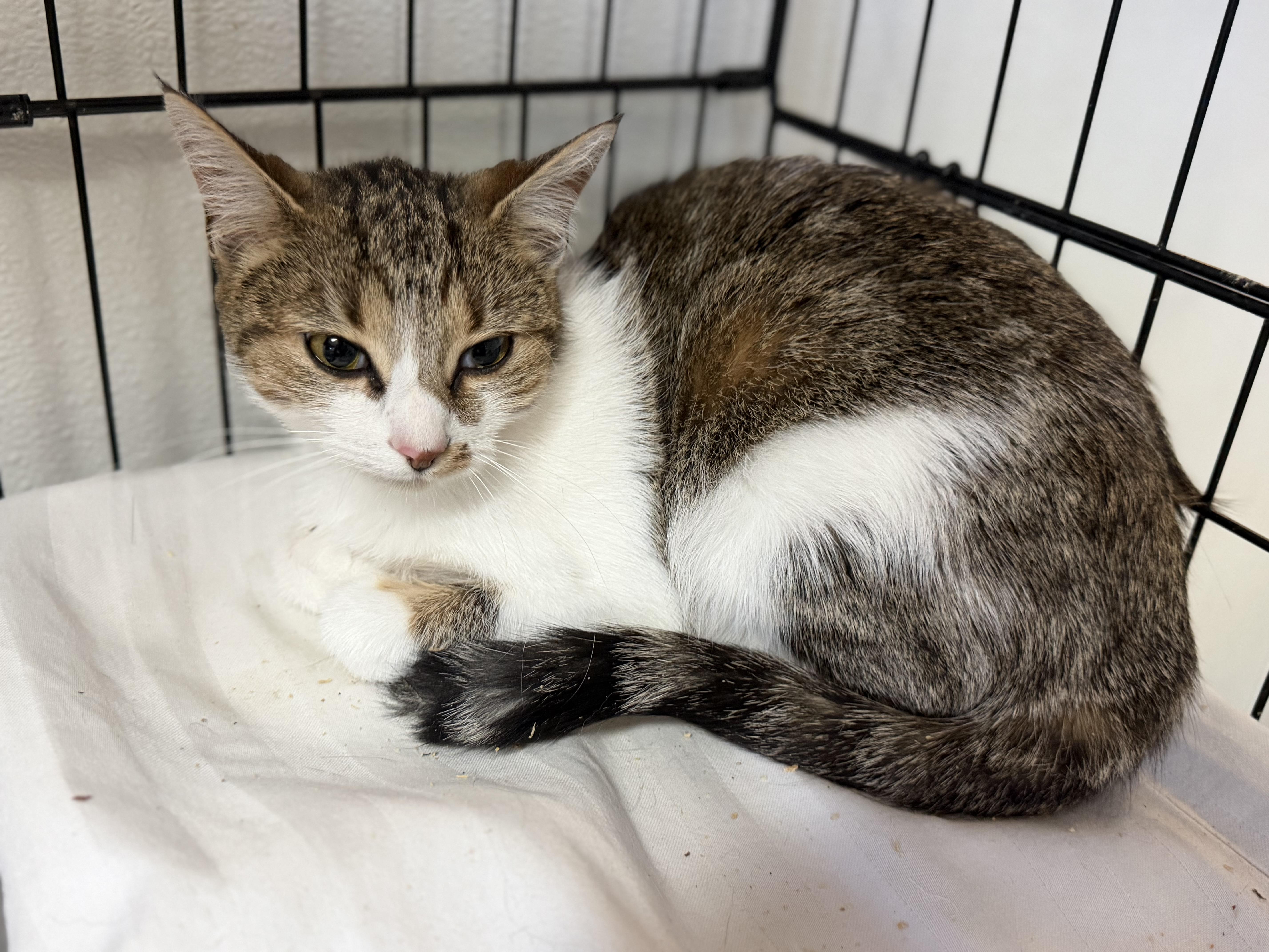 Enlarge Pumpkin, a Adoptable mixed breed in Smithtown, NY image 4/5