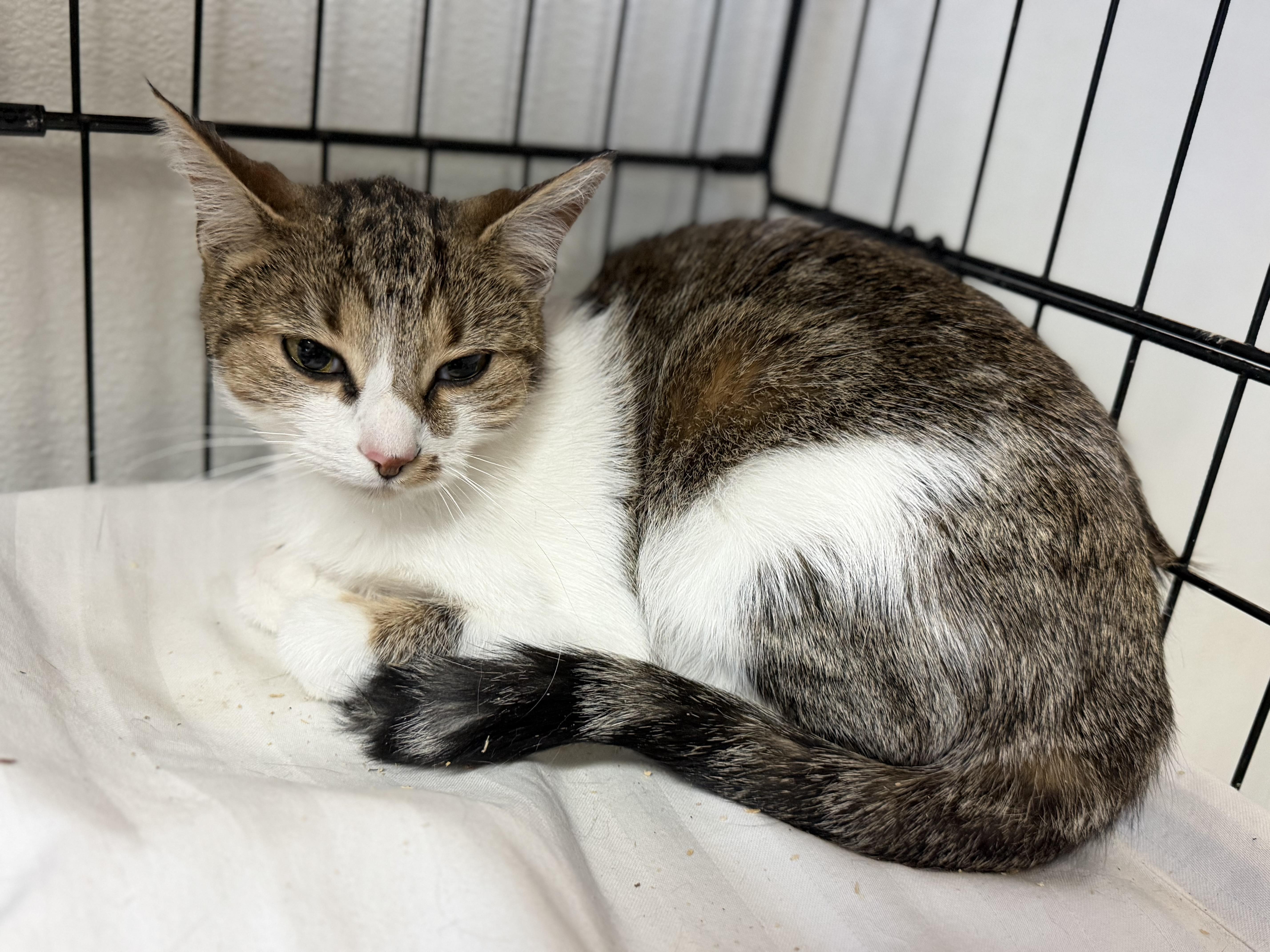 Enlarge Pumpkin, a Adoptable mixed breed in Smithtown, NY image 5/5