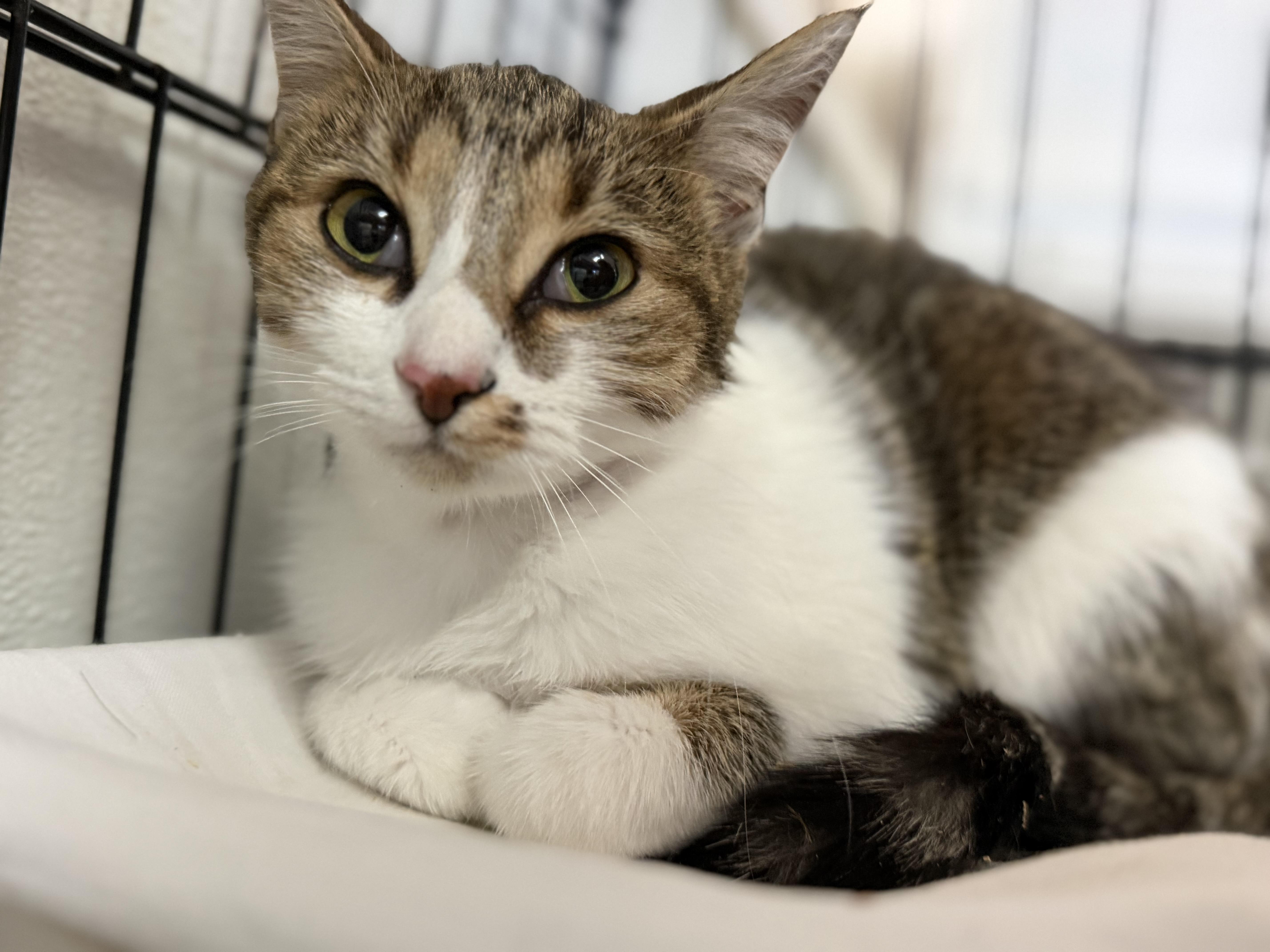 Enlarge Pumpkin, a Adoptable mixed breed in Smithtown, NY image 2/5