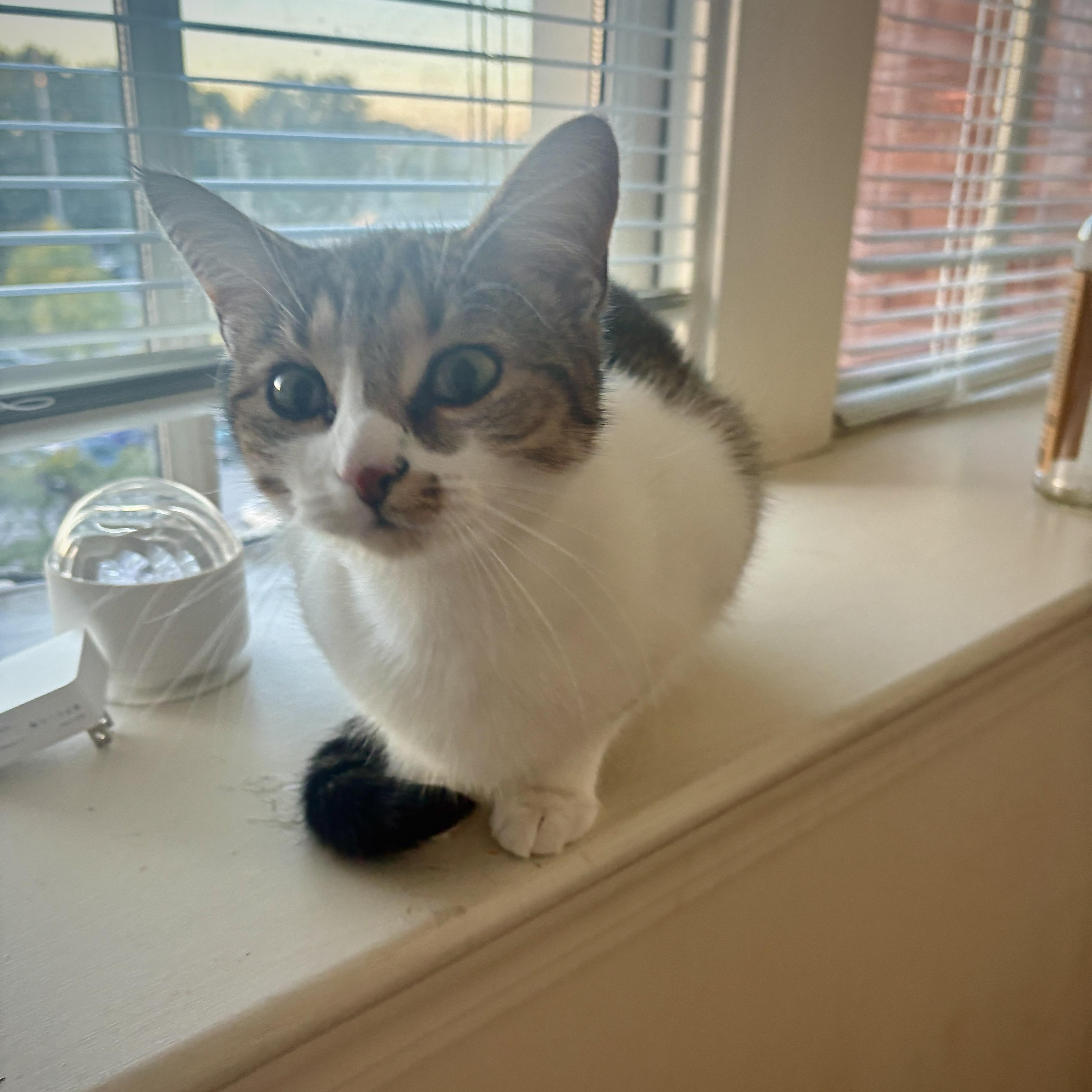 Pumpkin, Adoptable, Kitten Female Domestic Short Hair & Tabby.