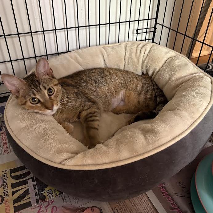 Enlarge Papaya, a Adoptable American Shorthair in New York, NY image 2/2