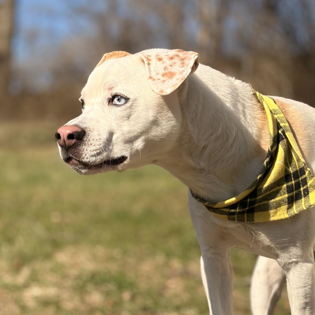Pixie Mae, Adoptable, Adult Female Mixed Breed.