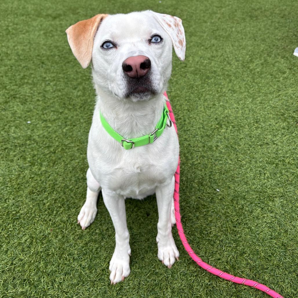 Enlarge Pixie Mae, a Adoptable Mixed Breed in Washington Township, OH image 2/6