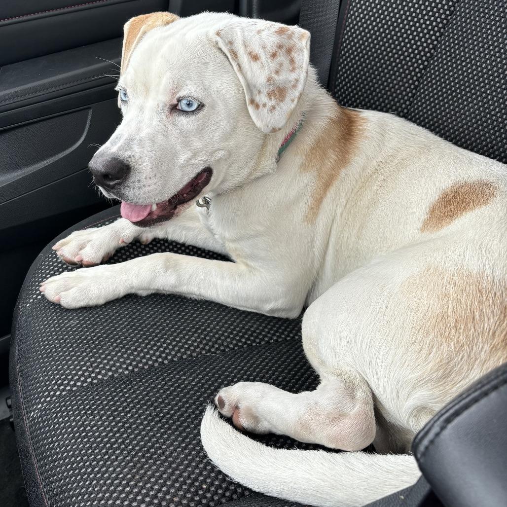 Enlarge Pixie Mae, a Adoptable Mixed Breed in Washington Township, OH image 3/6