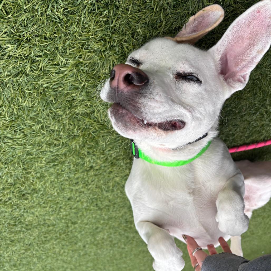 Enlarge Pixie Mae, a Adoptable Mixed Breed in Washington Township, OH image 4/6