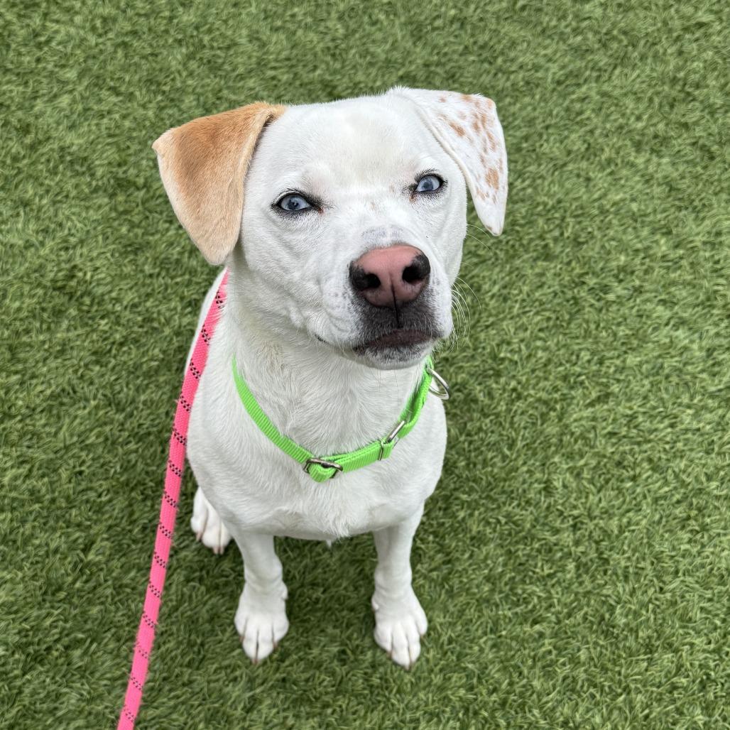 Enlarge Pixie Mae, a Adoptable Mixed Breed in Washington Township, OH image 5/6