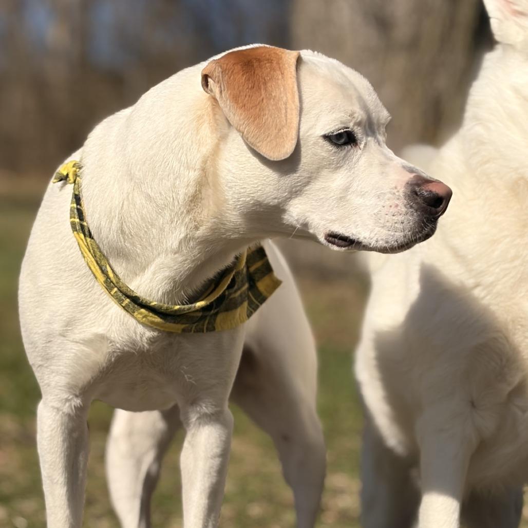 Enlarge Pixie Mae, a Adoptable Mixed Breed in Washington Township, OH image 6/6