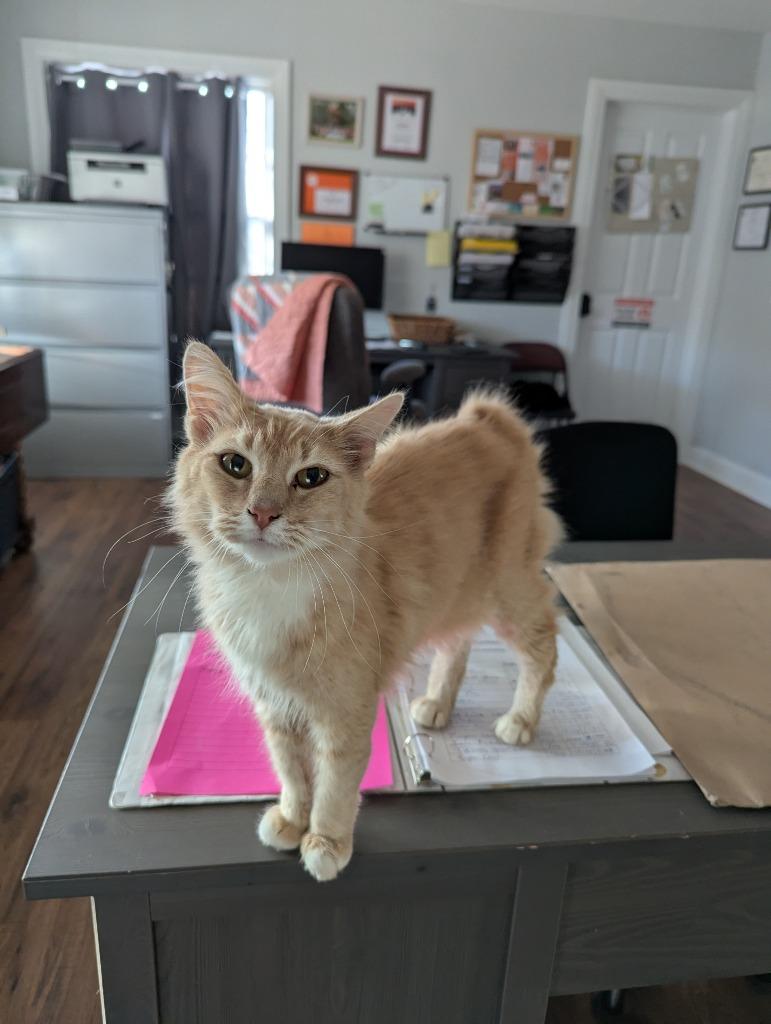 Kindle, Adoptable, Young Female Domestic Long Hair & American Bobtail.