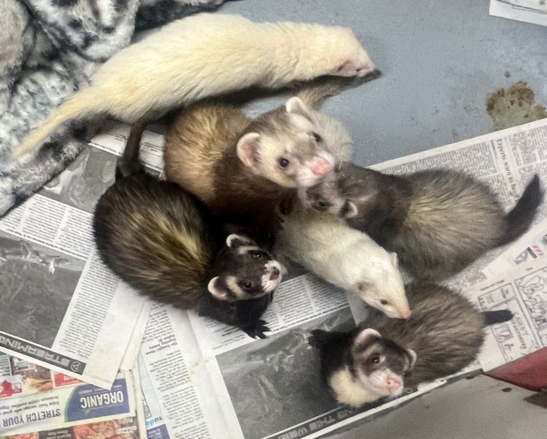 Ferret for adoption Podo, JoJo and Honey, a Ferret in Randolph, NJ